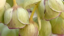 Helleborus foetidus
