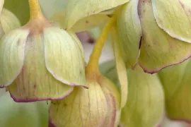 Helleborus foetidus