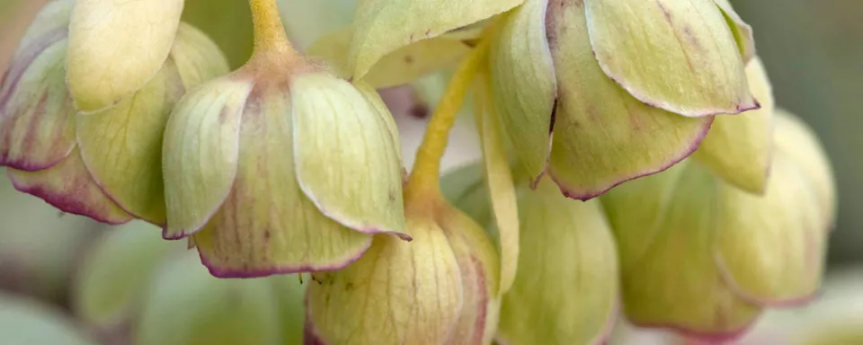 Afbeelding Helleborus foetidus
