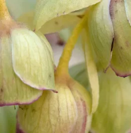 Helleborus foetidus
