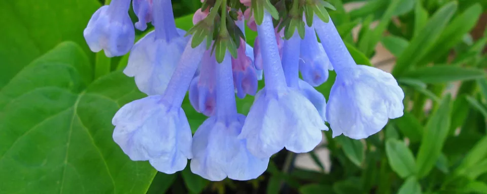 Afbeelding Mertensia virginica
