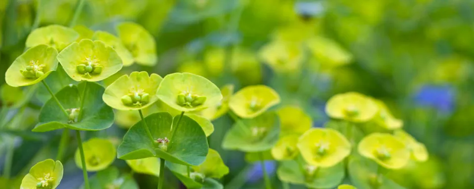 Afbeelding Euphorbia amygdaloides var. robbiae