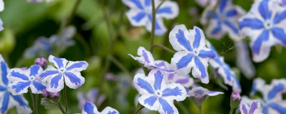Afbeelding Omphalodes cappadocica ‘Starry Eyes’