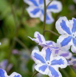 Omphalodes cappadocica ‘Starry Eyes’
