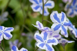 Omphalodes cappadocica ‘Starry Eyes’