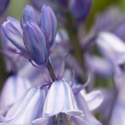 Hyacinthoides hispanica ‘Blue Queen’