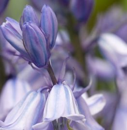 Hyacinthoides hispanica ‘Blue Queen’