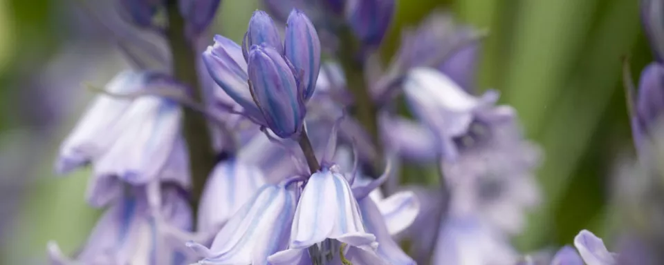 Afbeelding Hyacinthoides hispanica ‘Blue Queen’