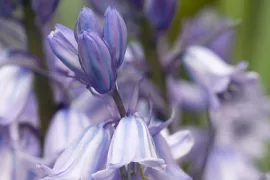 Hyacinthoides hispanica ‘Blue Queen’