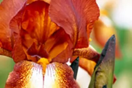 Iris ‘Kent Pride’