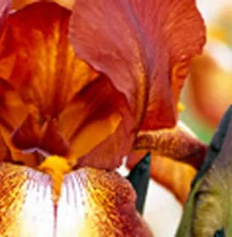 Iris ‘Kent Pride’