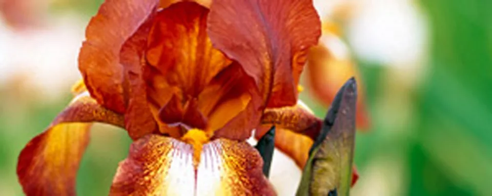 Afbeelding Iris ‘Kent Pride’