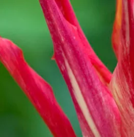 Tulipa acuminata