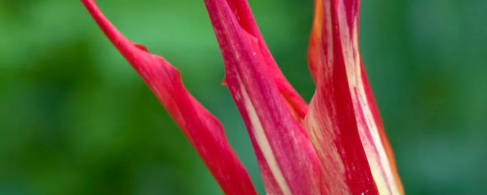 Afbeelding Tulipa acuminata