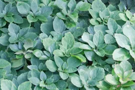 Pachysandra procumbens