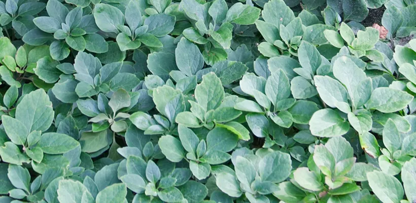 Pachysandra procumbens
