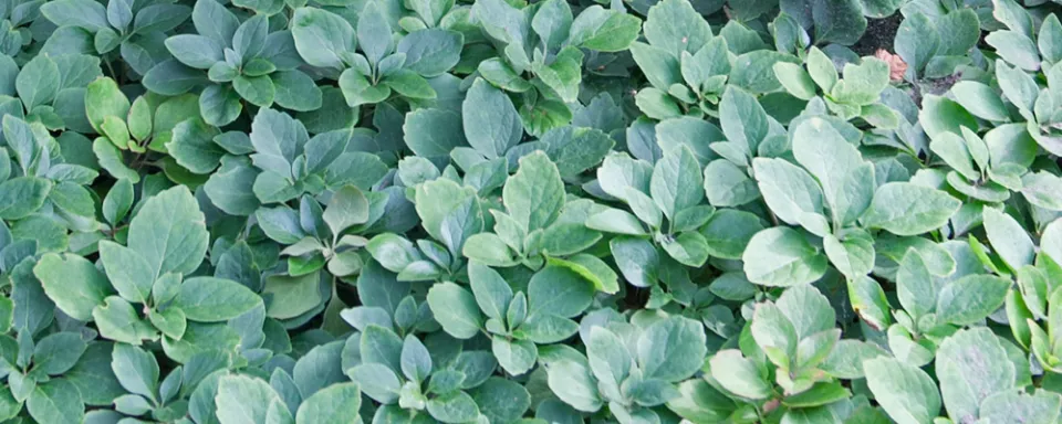 Afbeelding Pachysandra procumbens