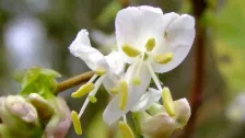 Lonicera fragrantissima