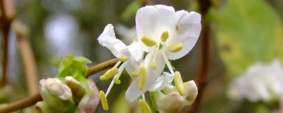 Afbeelding Lonicera fragrantissima
