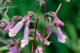 Penstemon hirsutus