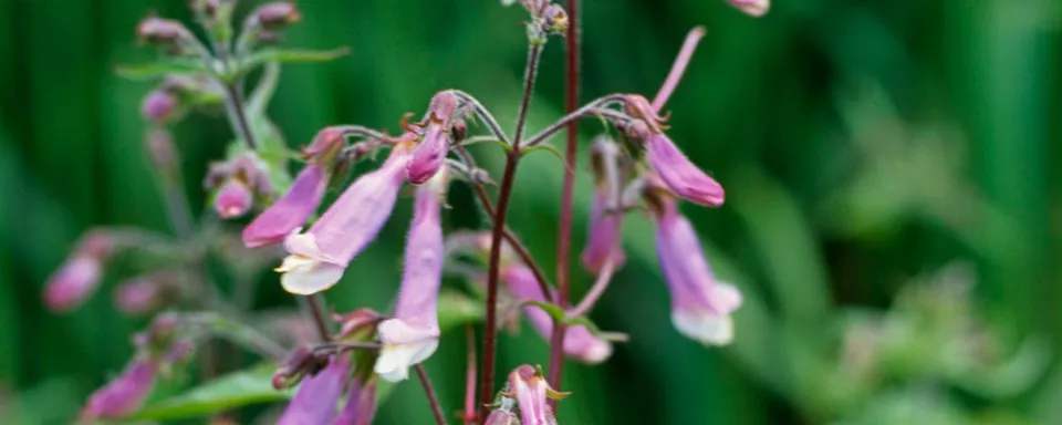 Afbeelding Penstemon hirsutus