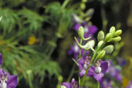 Consolida ajacis ‘Blue Spire’