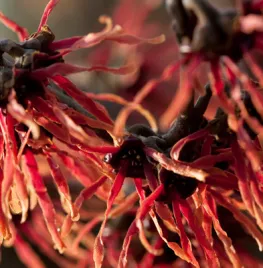 Hamamelis x intermedia ‘Feuerzauber’