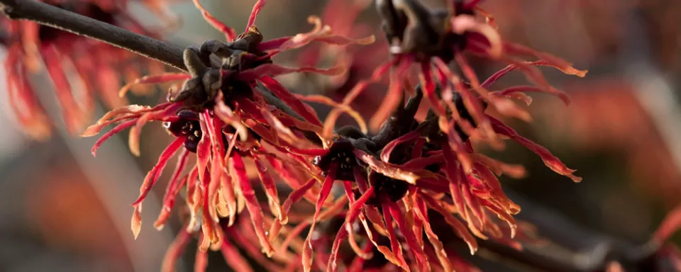 Afbeelding Hamamelis x intermedia ‘Feuerzauber’