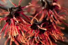 Hamamelis x intermedia ‘Feuerzauber’