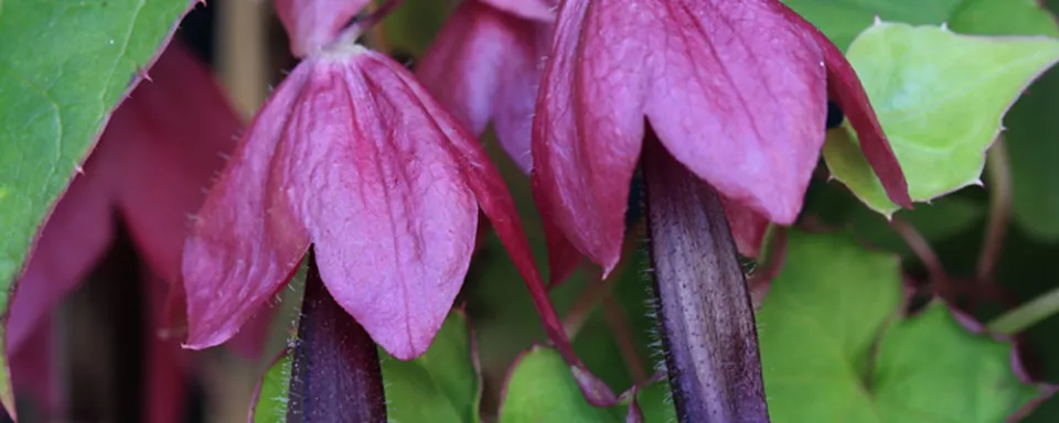 Afbeelding Rhodochiton atrosanguineus (vaste plant)