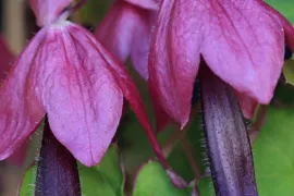 Rhodochiton atrosanguineus