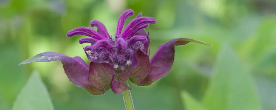 Afbeelding Monarda ‘Saxon Purple’