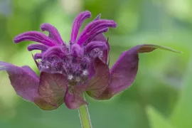 Monarda ‘Saxon Purple’