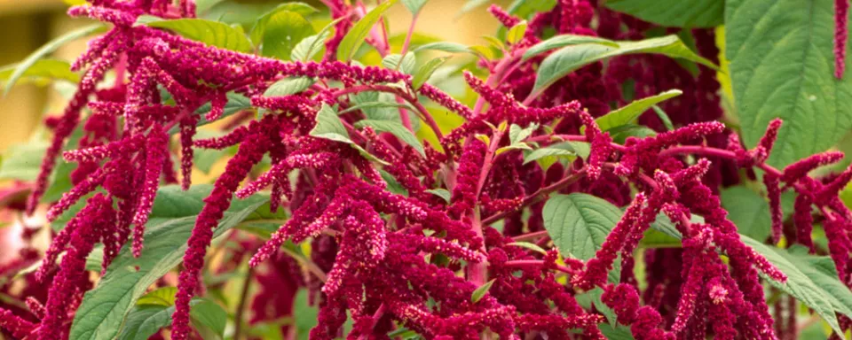 Afbeelding Amaranthus caudatus