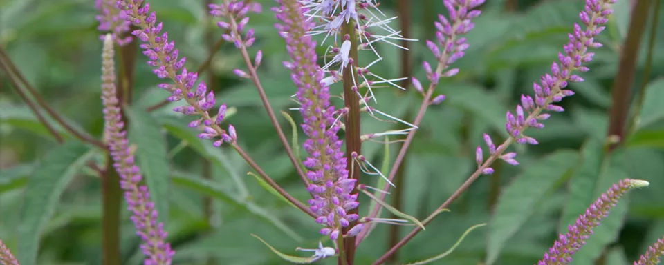 Afbeelding Veronicastrum virginicum ‘Adoration’