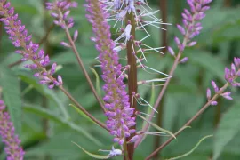 Veronicastrum virginicum ‘Adoration’