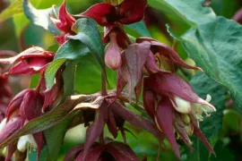 Leycesteria formosa