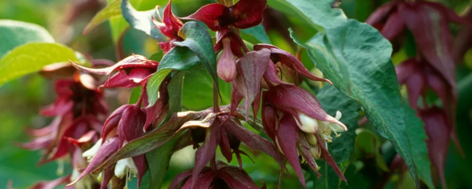 Afbeelding Leycesteria formosa