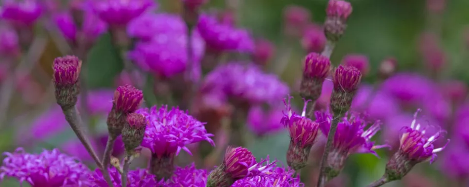 Afbeelding Vernonia crinita