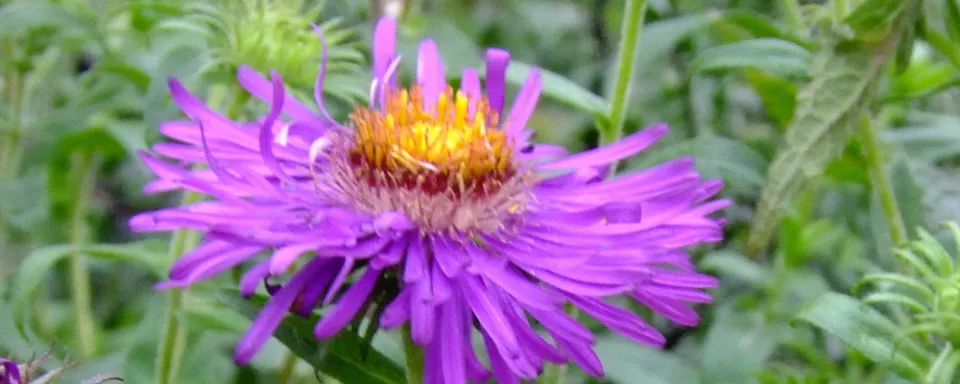 Afbeelding Aster novi-belgii ‘Violetta’
