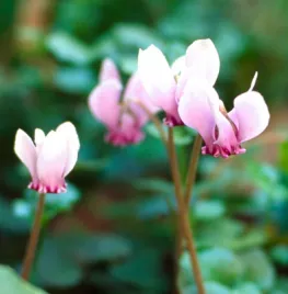 Cyclamen hederifolium