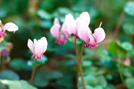 Cyclamen hederifolium