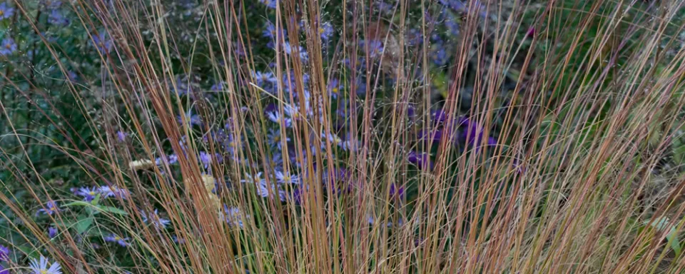 Afbeelding Sporobolus heterolepis