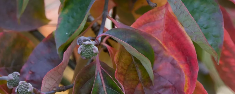 Afbeelding Cornus nuttallii