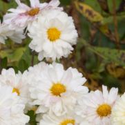 Chrysanthemum (Indicum-groep) ‘Poesie’