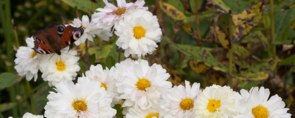 Afbeelding Chrysanthemum (Indicum-groep) ‘Poesie’