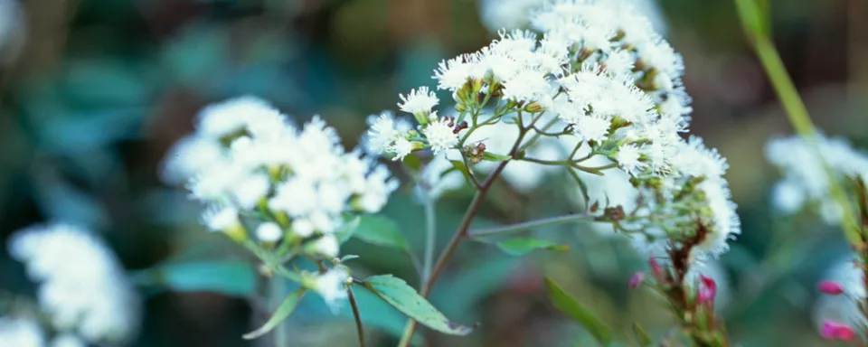Afbeelding Eupatorium rugosum ‘Chocolate’