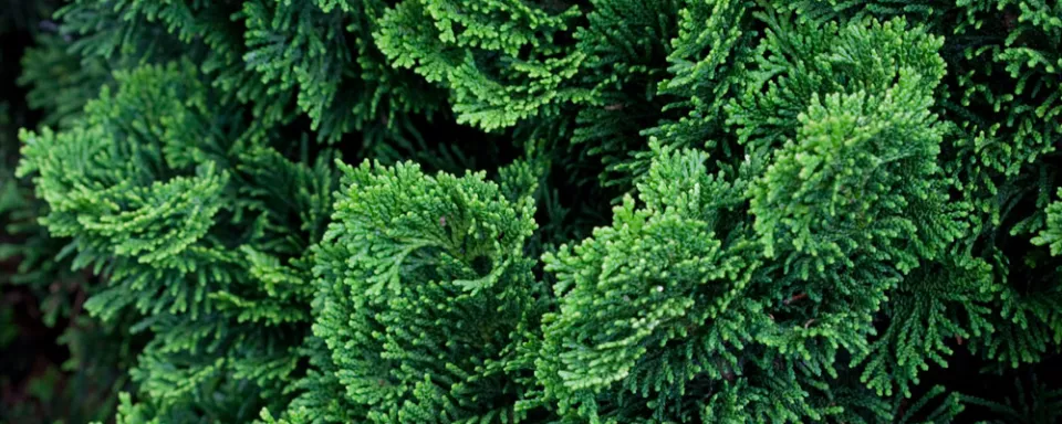 Afbeelding Chamaecyparis obtusa ‘Nana Gracilis’