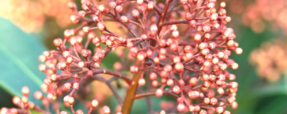 Afbeelding Skimmia japonica