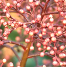 Skimmia japonica